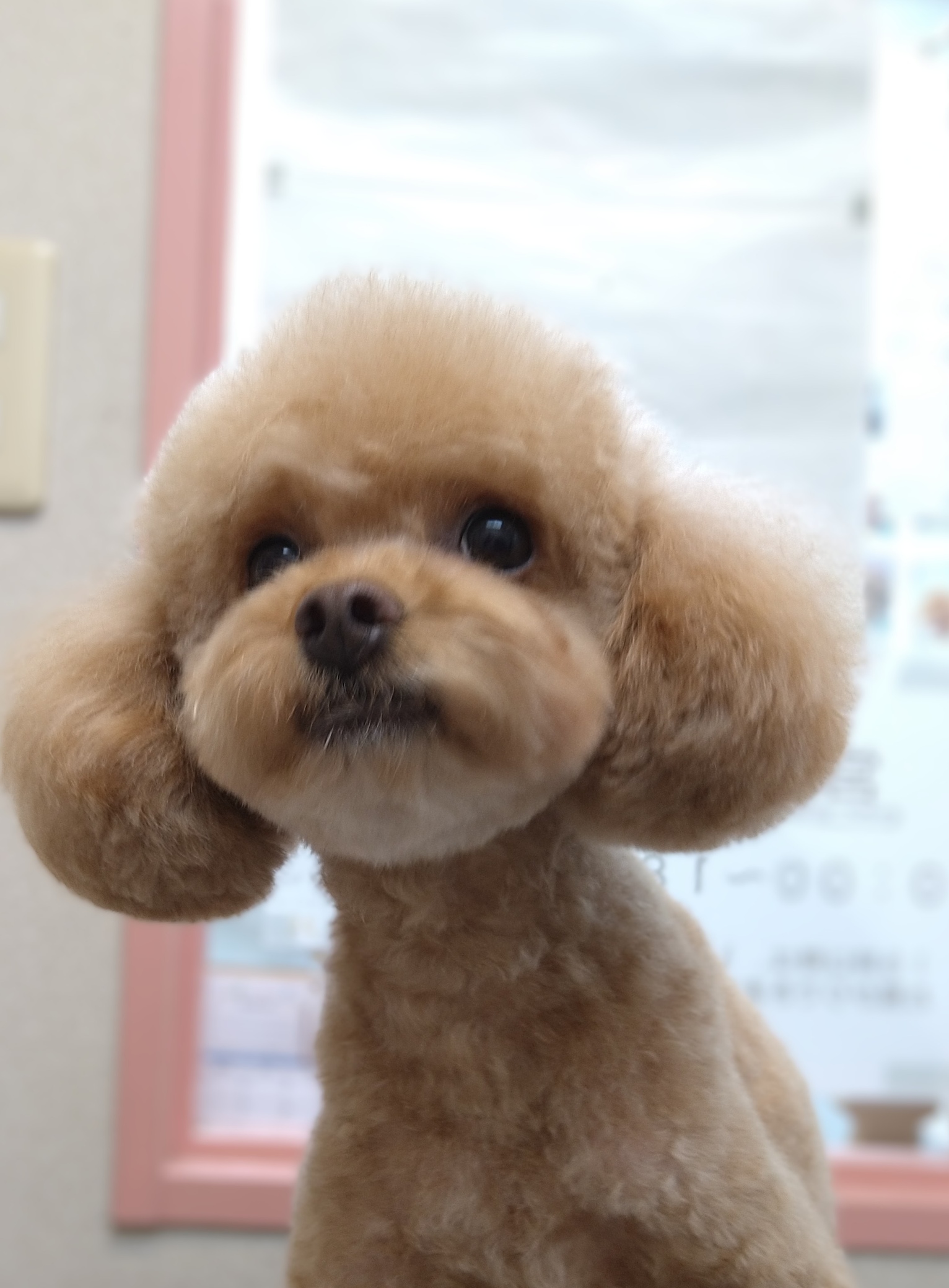 わんわん美容室りんりん ギャラリー