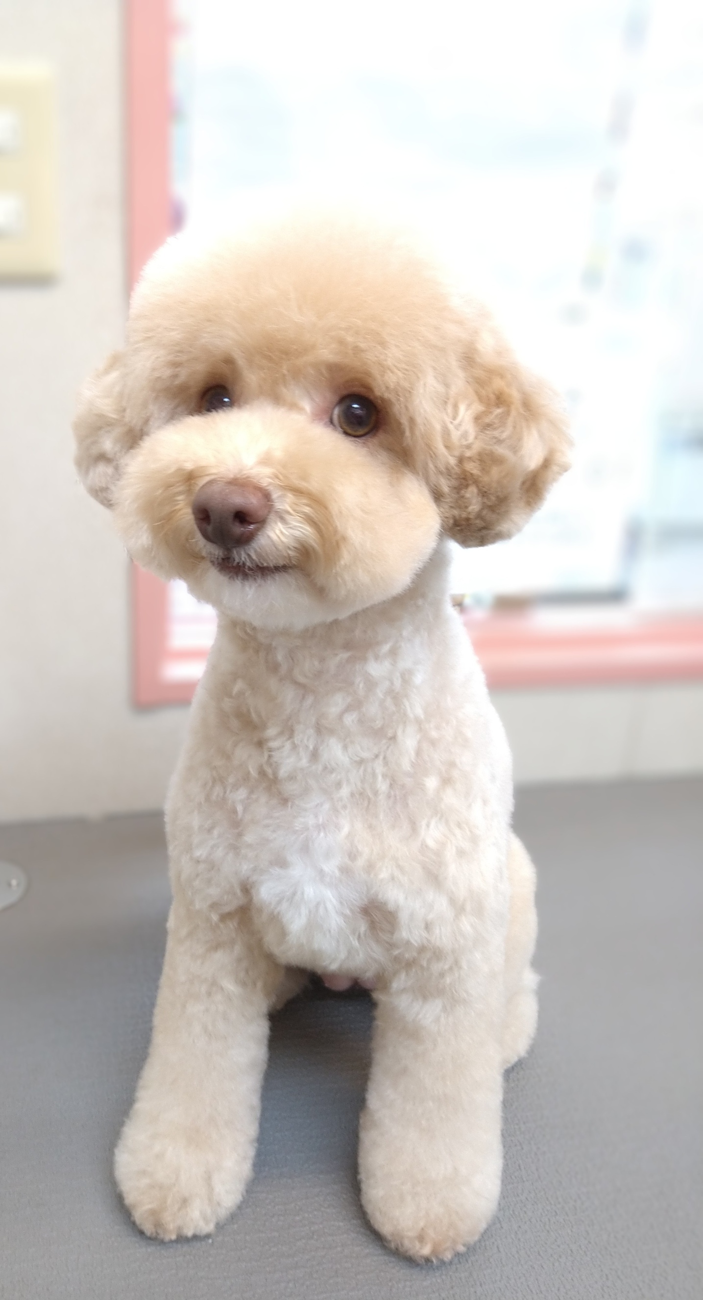 わんわん美容室りんりん ギャラリー